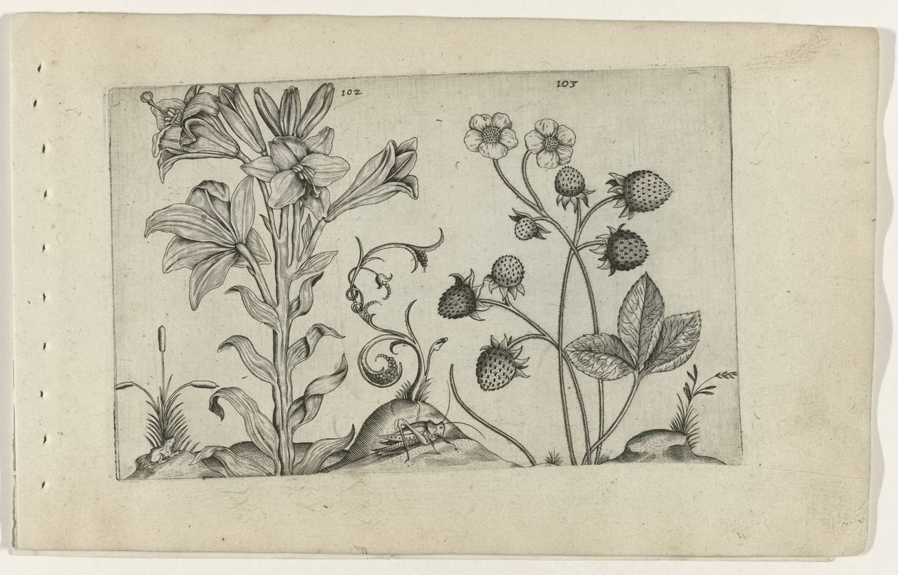 Madonnalelie en aardbei door Crispijn van de Passe (I) (attributed to)