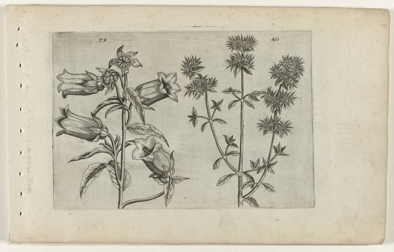 Mariëtteklokje en marjolein door Crispijn van de Passe (I) (attributed to)