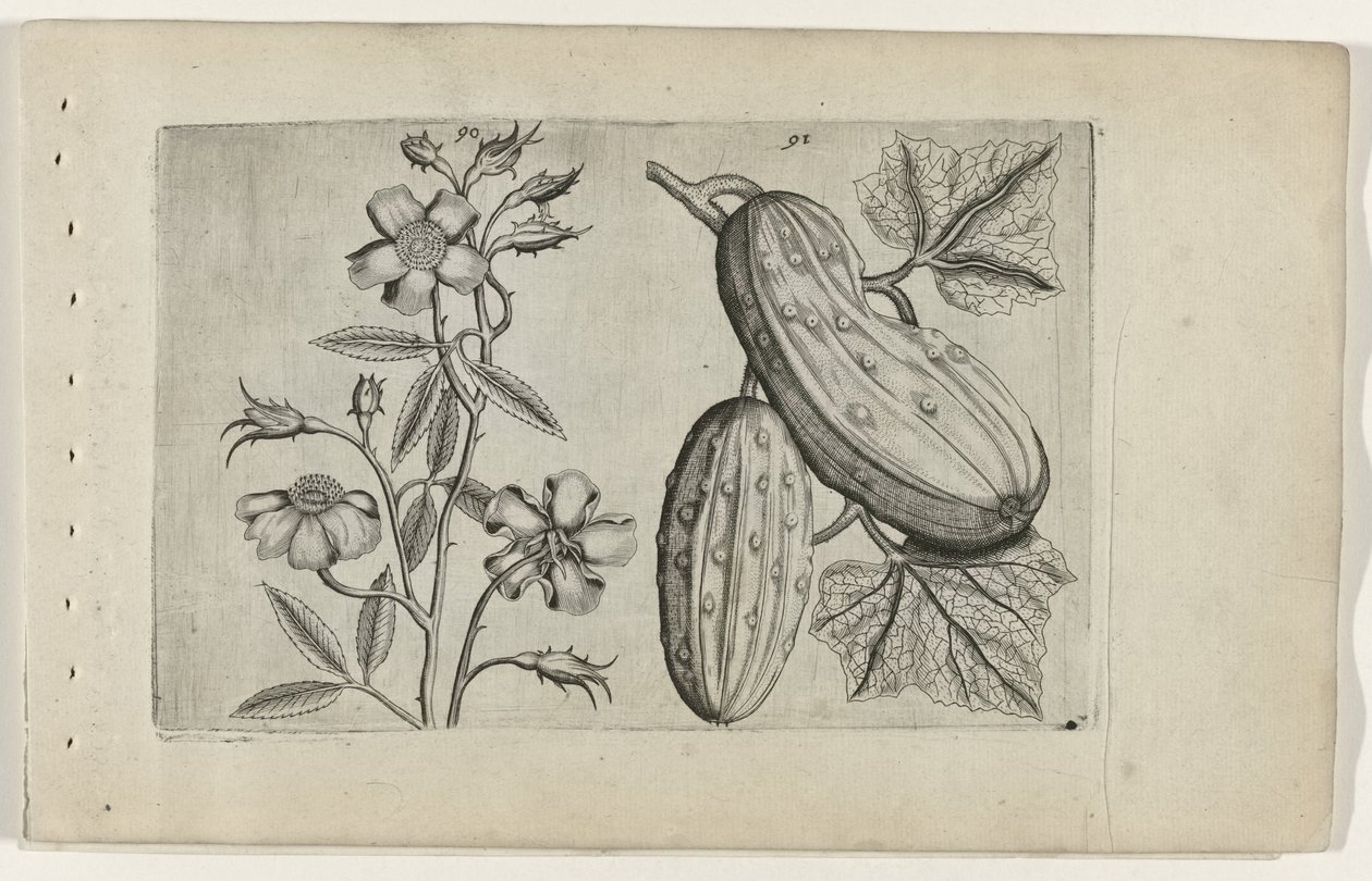 Muskusroos en komkommer door Crispijn van de Passe (I) (attributed to)