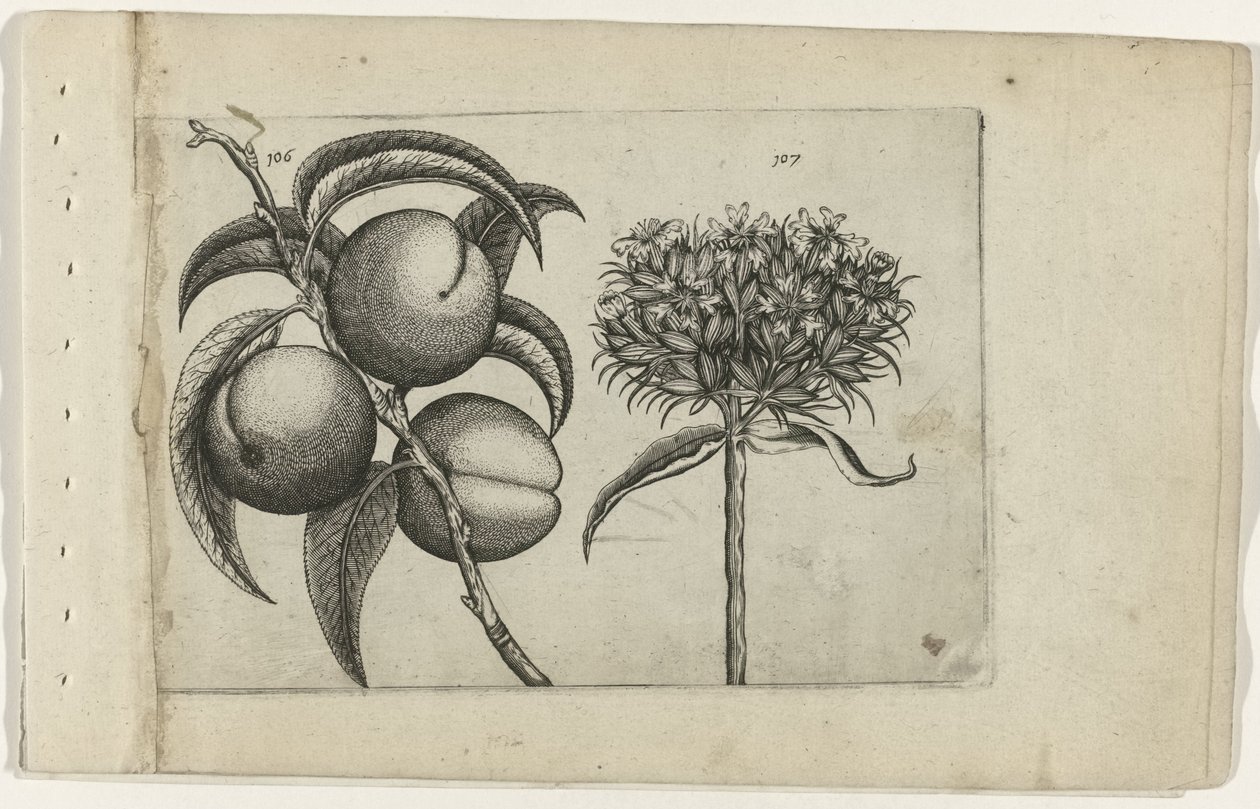 Perzik en brandende liefde door Crispijn van de Passe (I) (attributed to)