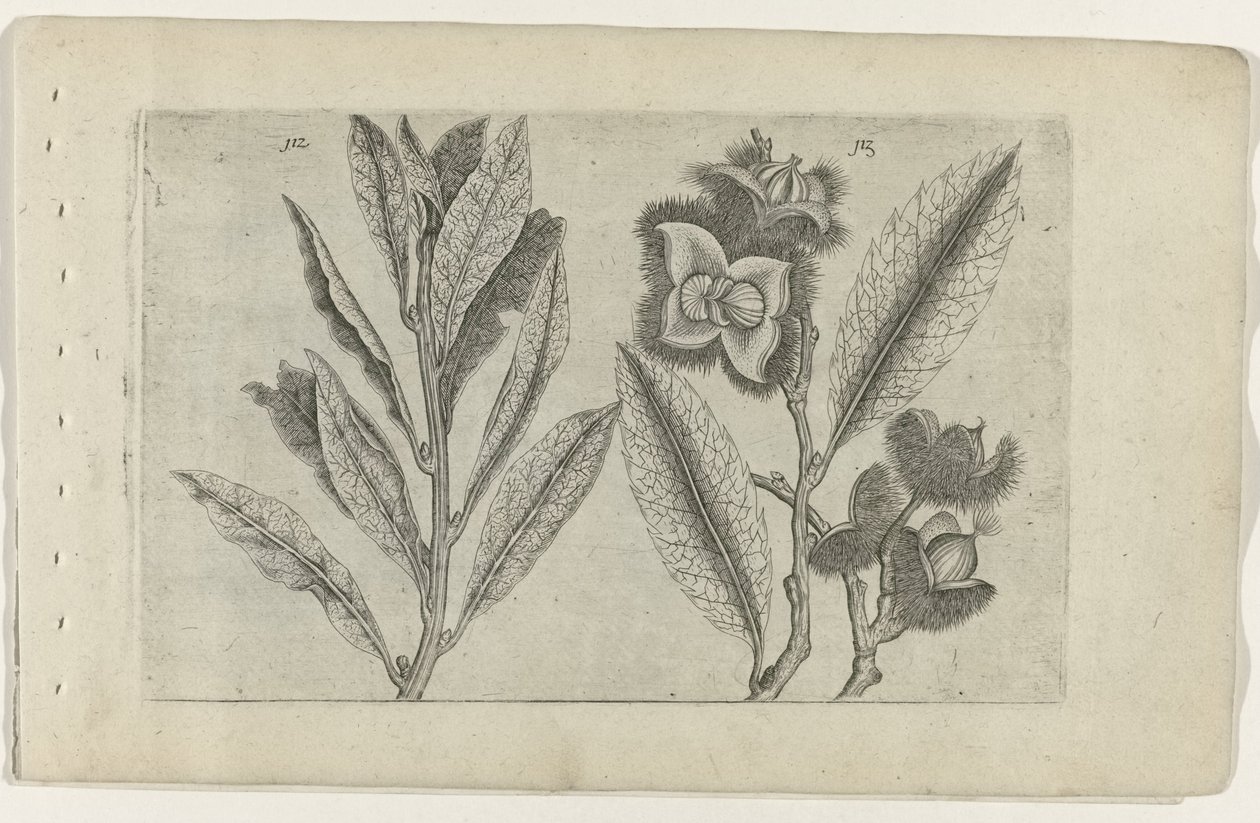 Salie en tamme kastanje door Crispijn van de Passe (I) (attributed to)