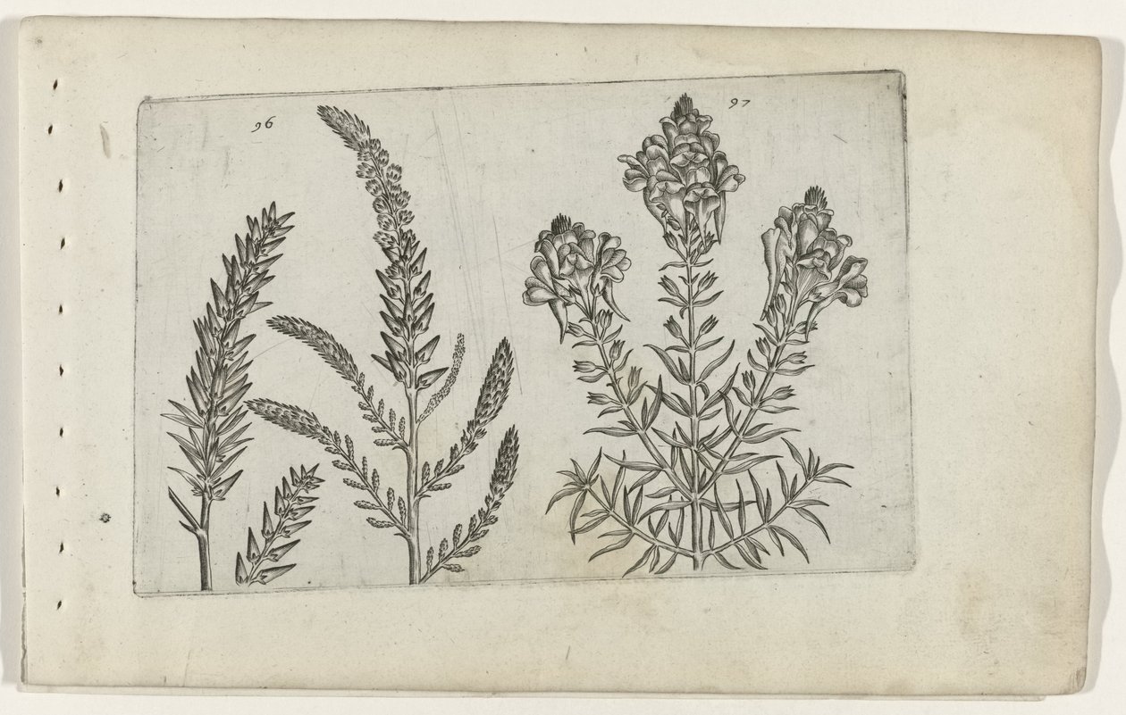 Tamarisk en vlasbekje (serietitel) door Crispijn van de Passe (I) (attributed to)