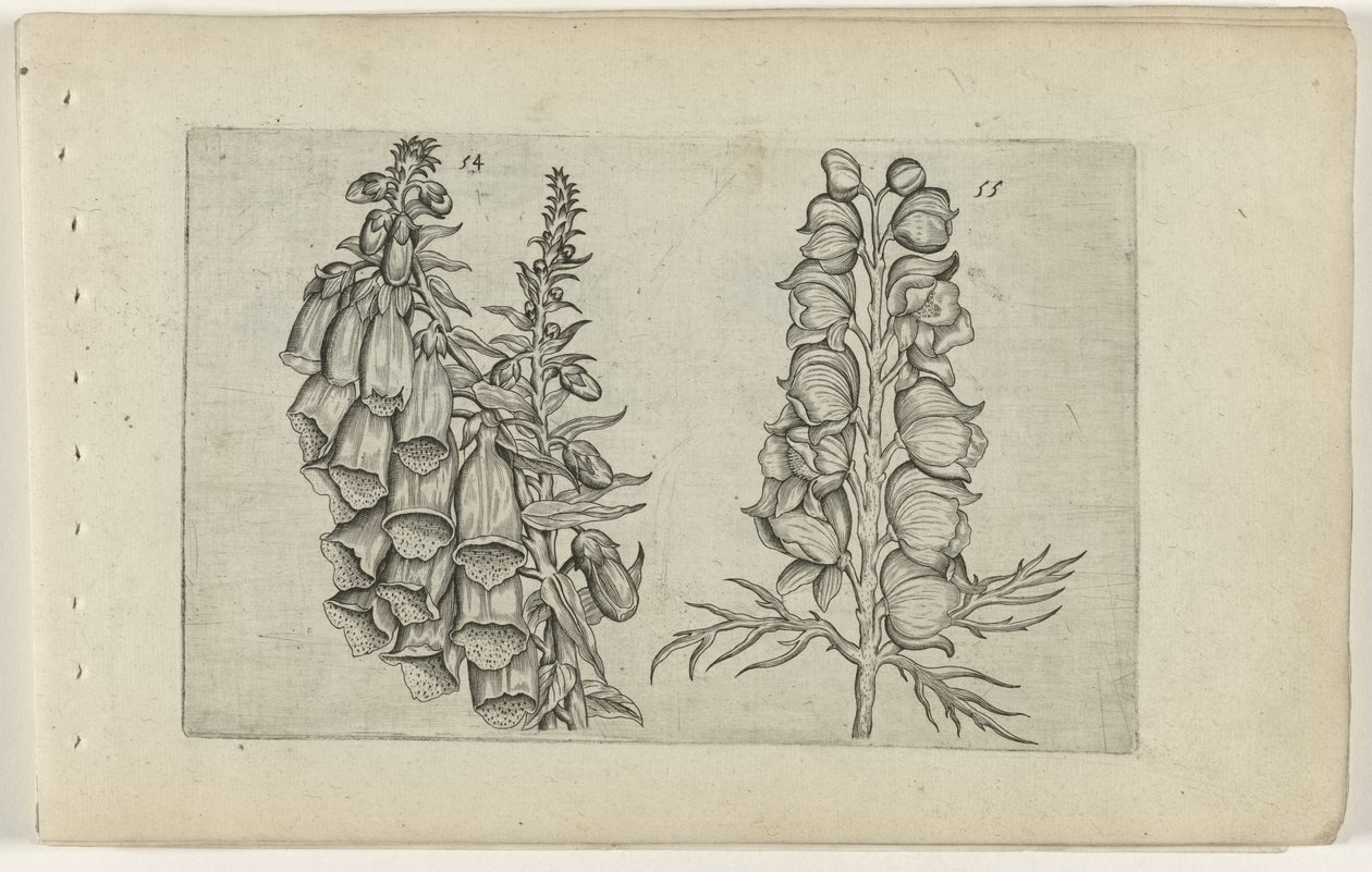Vingerhoedskruid en blauwe monnikskap door Crispijn van de Passe (I) (attributed to)