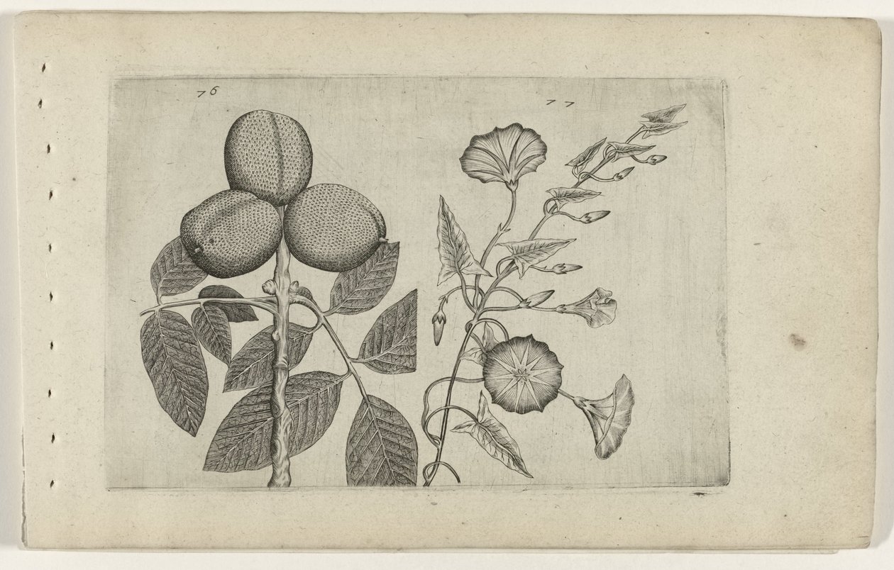 Walnootboom en akkerwinde (Cognoscite lilia) door Crispijn van de Passe (I) (attributed to)