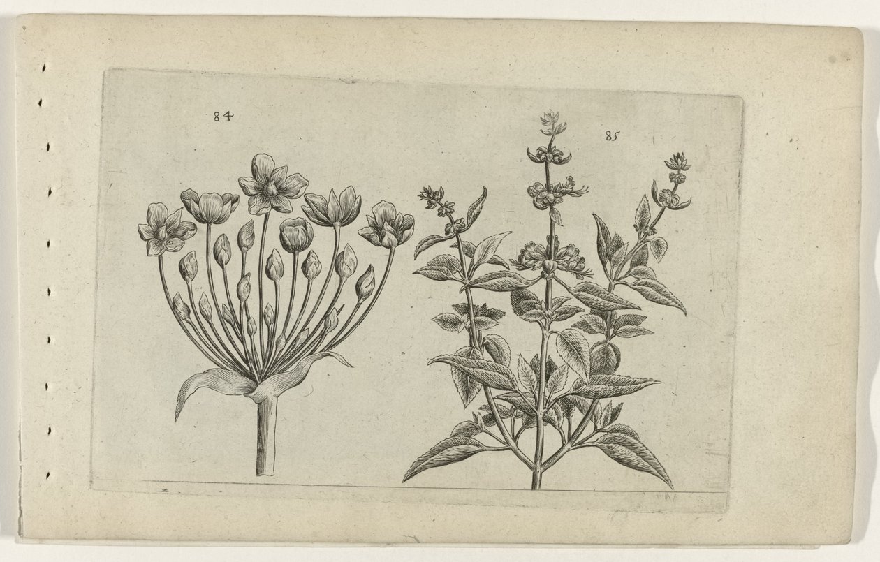 Zwanenbloem en kleinbloemige salie (Cognoscite lilia) door Crispijn van de Passe (I) (attributed to)