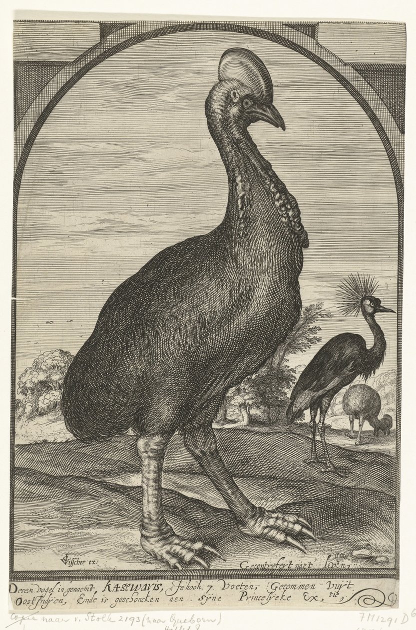 Casuaris, meegebracht door Willem Jacobsz. uit Oost-Indië en geschonken aan prins Maurits, 1614 door Crispijn van den Queborn (attributed to)