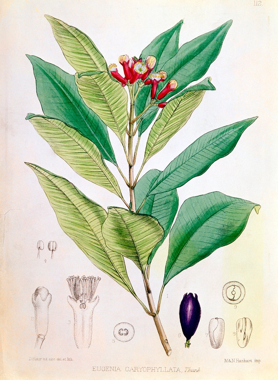 Kruidnagel, bloemknop van Syzygium aromaticum Eugenia carophyllata door D Blair