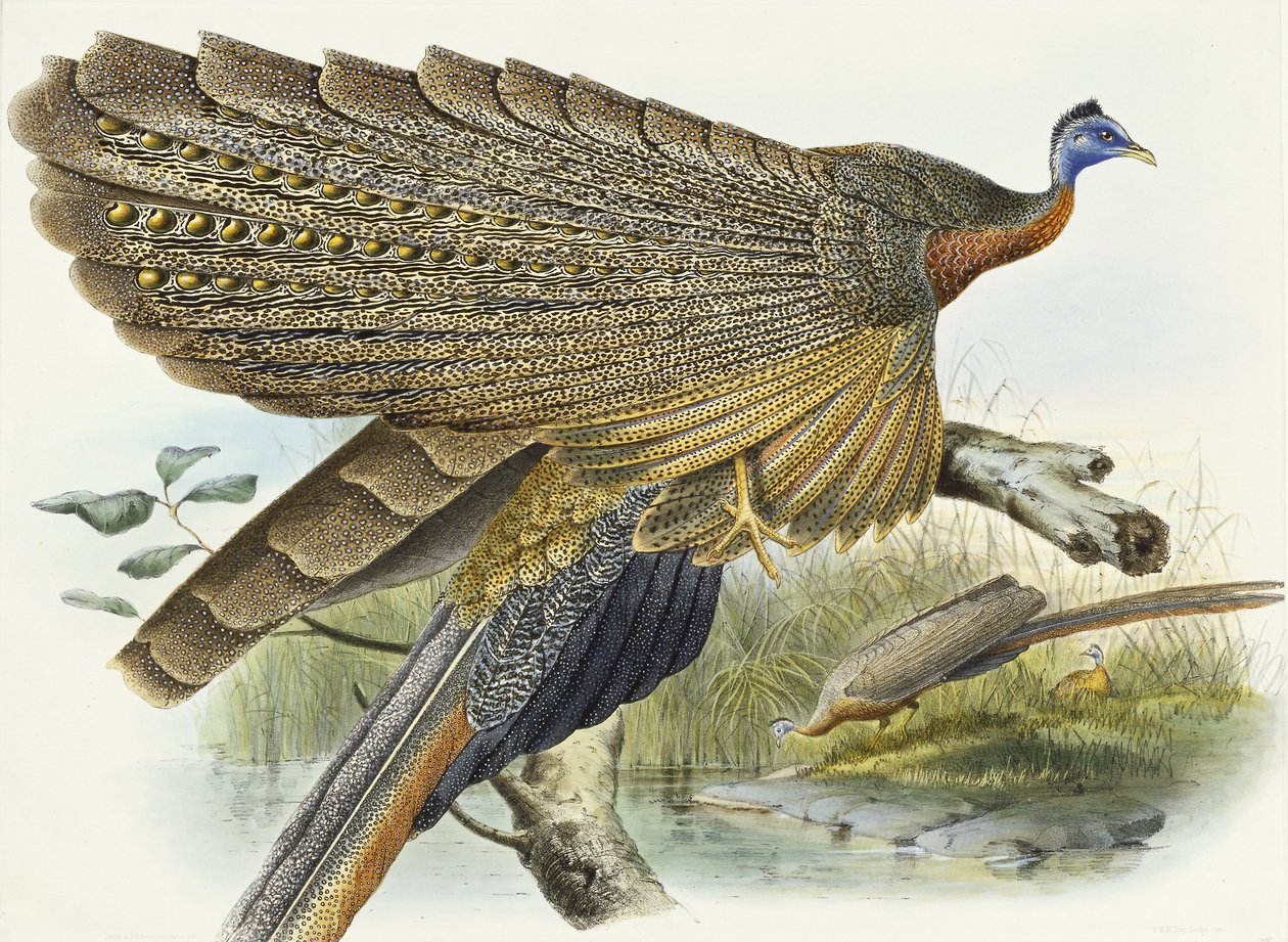 Phasianidae. Argusianus Grayli, 1870-1872 door Daniel Giraud Elliot