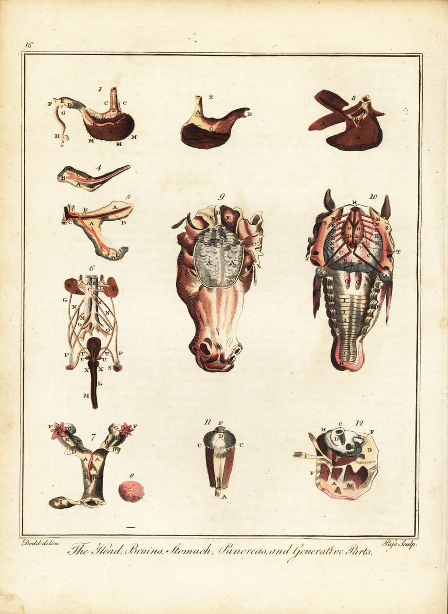 Anatomie van een paard. 1792 door Daniel (after) Dodd