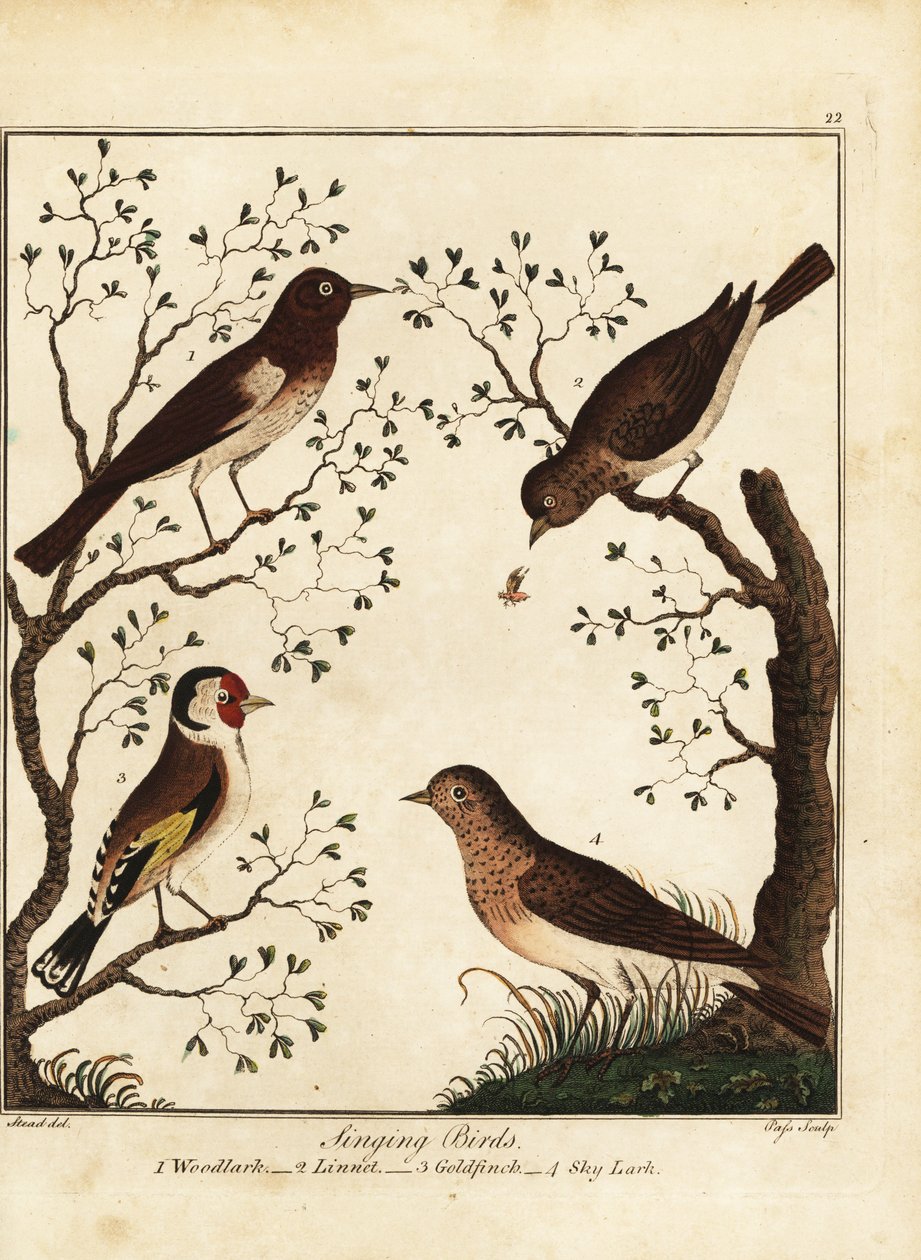 Zangvogels: boomleeuwerik, kneu, distelvink, veldleeuwerik. 1792 door Daniel (after) Dodd