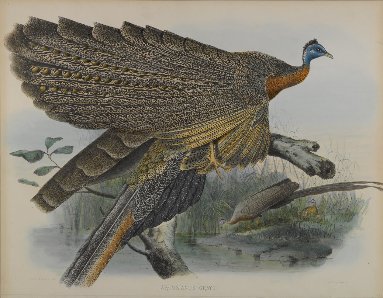 Argusianus Grayii door Daniel Giraud and Gould John Elliott