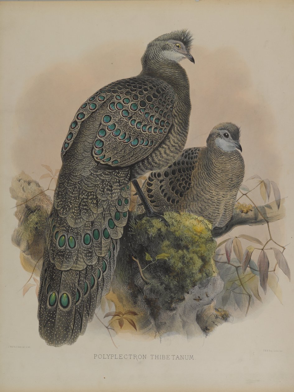 Polyplectron Tibetanum door Daniel Giraud and Gould John Elliott
