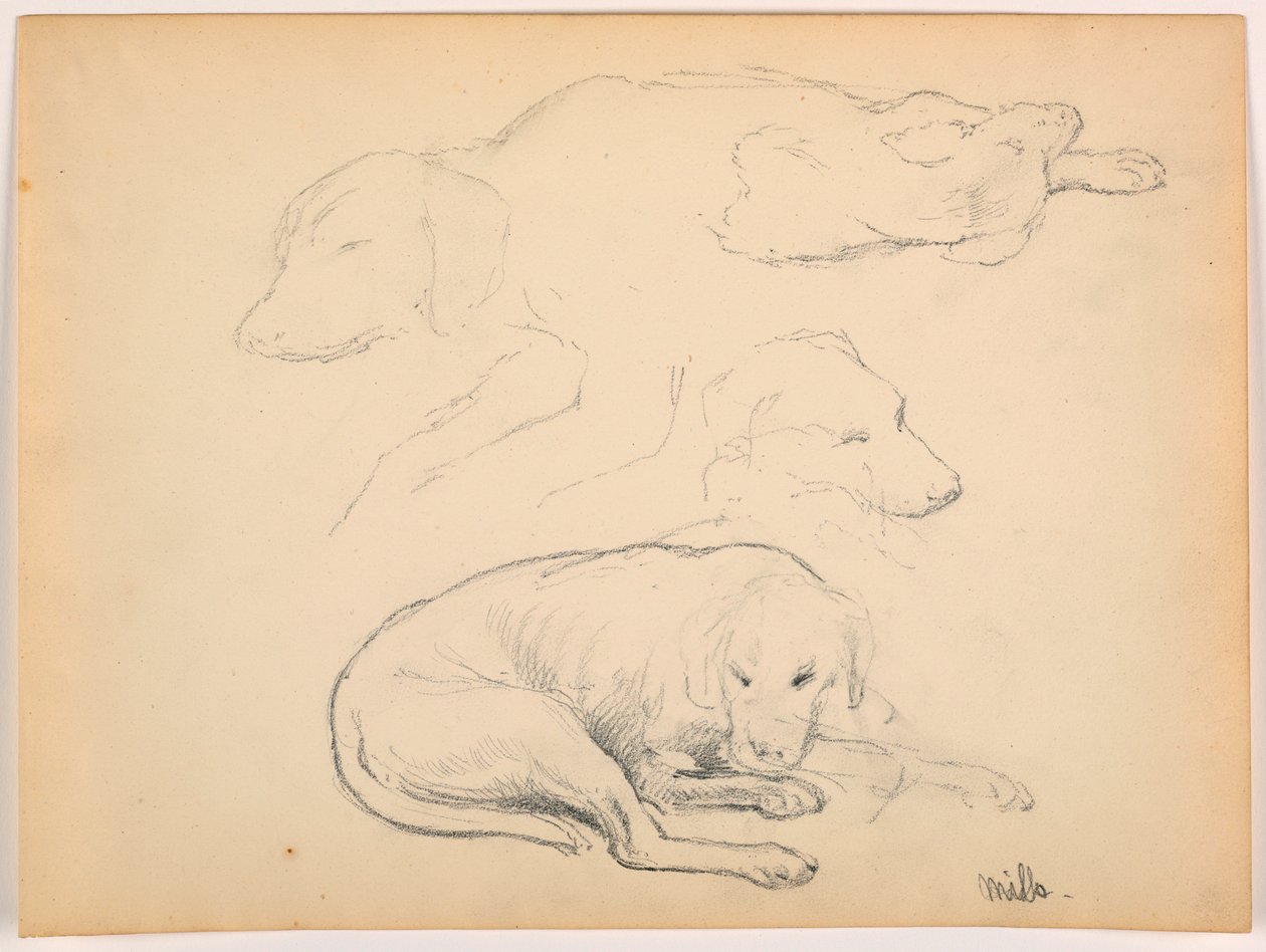 Tekening, Milo (een Pointer), Verschillende studies, ca. 1862 door Daniel Huntington
