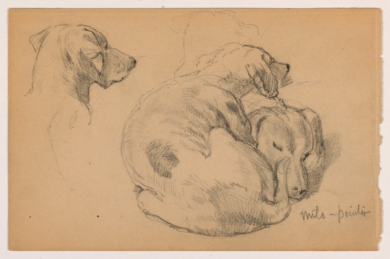 Tekening, Milo (een Pointer) Drie studies, Milo (een Pointer) Twee studies, ca. 1862 door Daniel Huntington