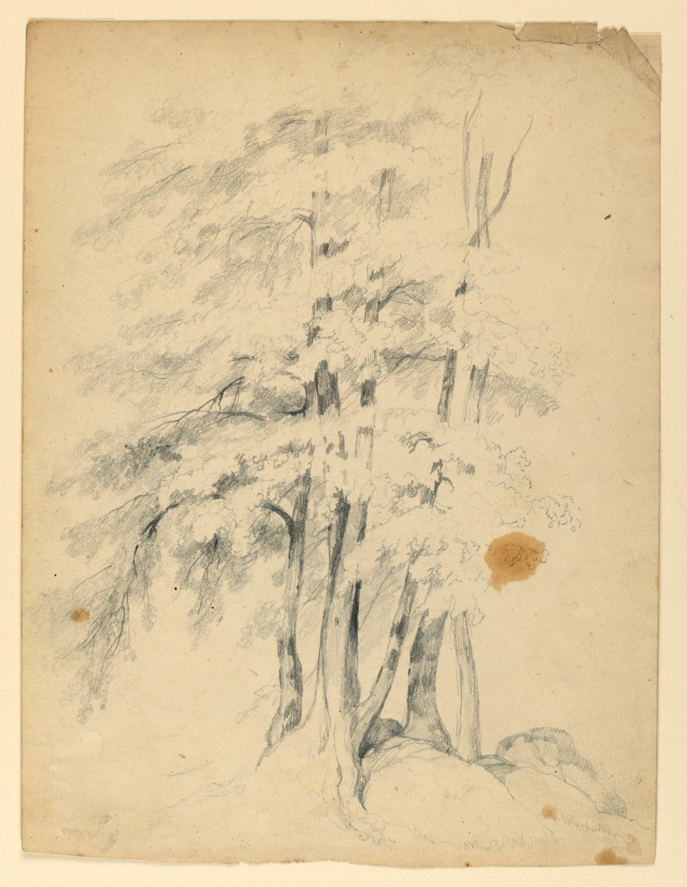 Studie van Zwarte Berken door Daniel Huntington