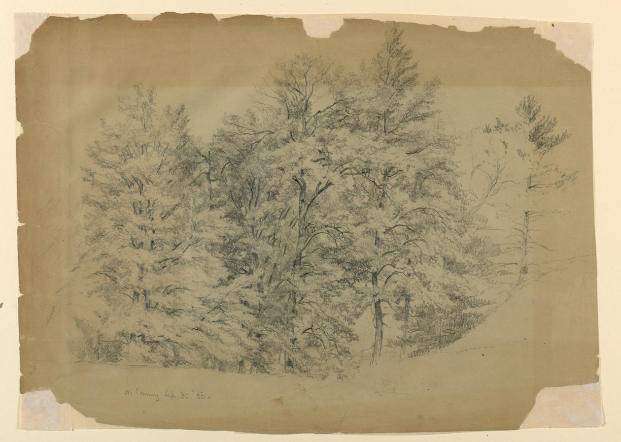 Studie van bomen, North Conway, New Hampshire door Daniel Huntington