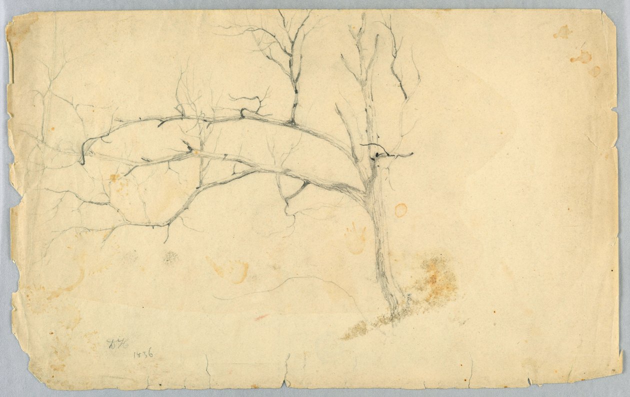Studie van een Bladloze Boom door Daniel Huntington