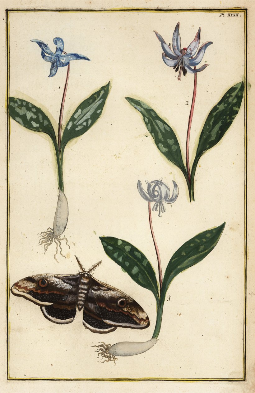 Hondstandviooltje, Erythronium dens-canis, en mot door Daniel Rabel