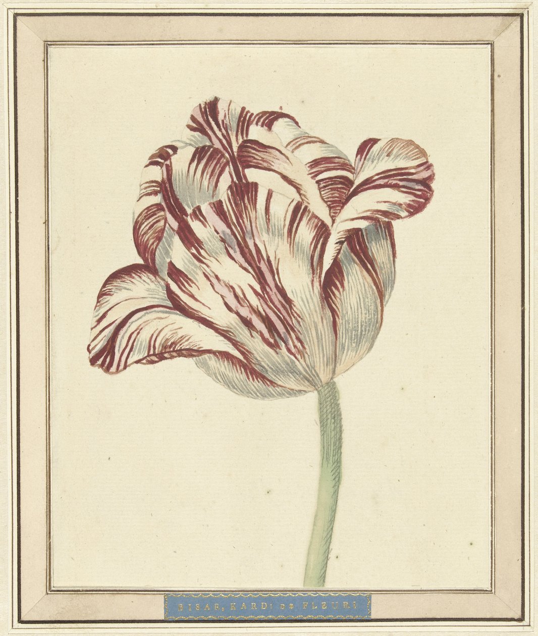 Tulp, met de naam Bisar, Kardinaal de Fleuri door Daniël Marot (II)