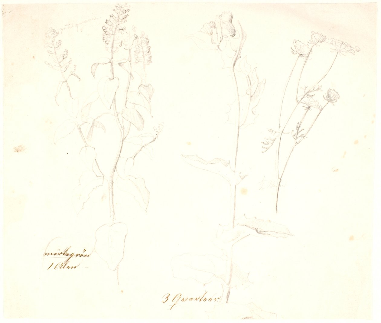 Plantstudies door Dankvart Dreyer
