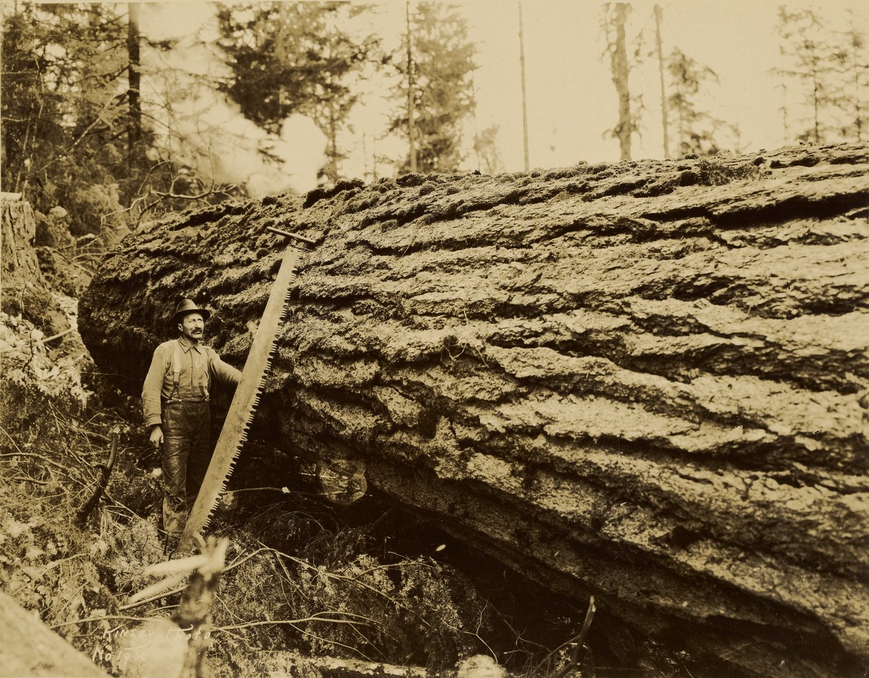[houthakker, afkortzaag en gevelde boom]. door Darius Kinsey