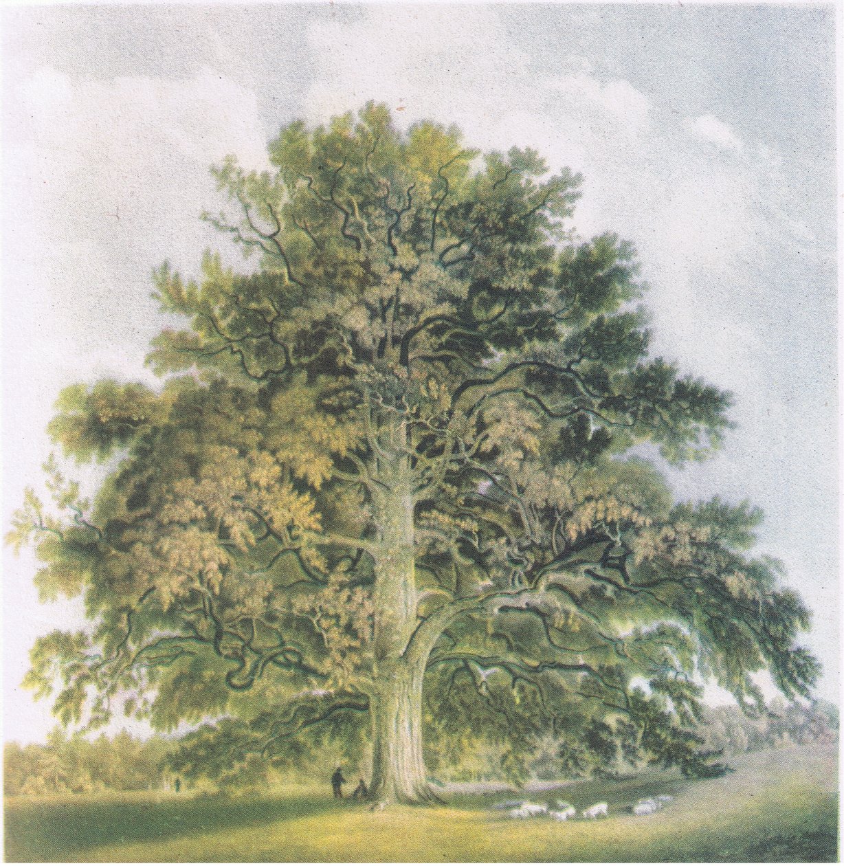 Knotwilgen, Natuur in Groot-Brittannië gepubliceerd door Collins, 1946 door David Cox
