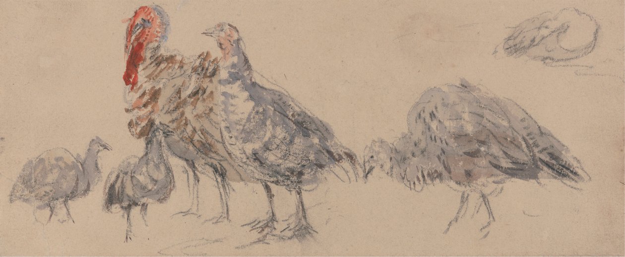 Studie van Kalkoenen door David Cox