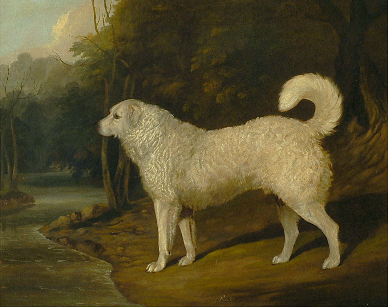 Portret van een hond, Ross door David Dalby of York