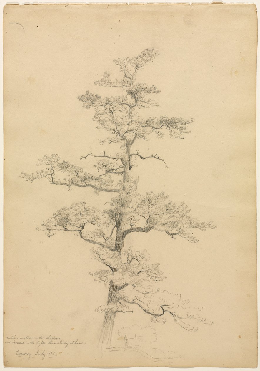 Pijnboom, Conway, New Hampshire recto, c. 1851 door David Johnson