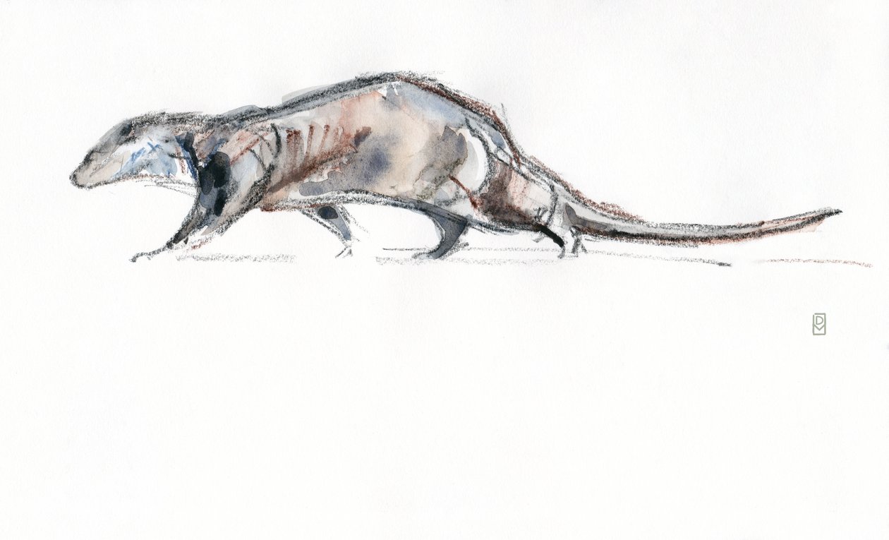 Otter rennend door David Mayer