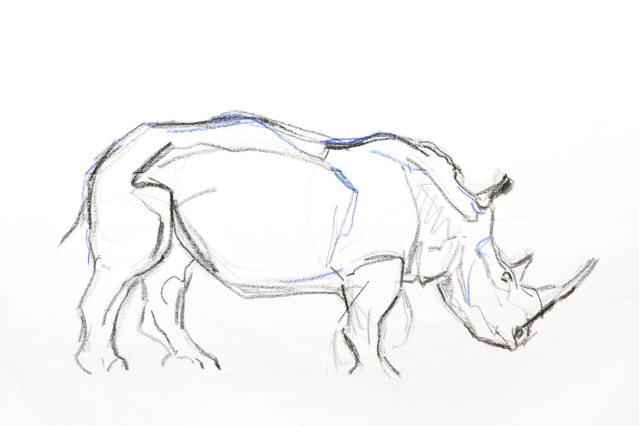 Witte neushoorn, 2021 door David Mayer