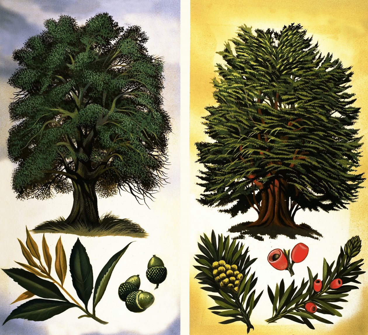 Bomen die je kunt zien: Steeneik  Taxus door David Pratt