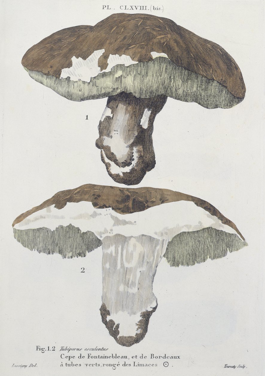 Tubiporus esculentus, plaat 168 uit 