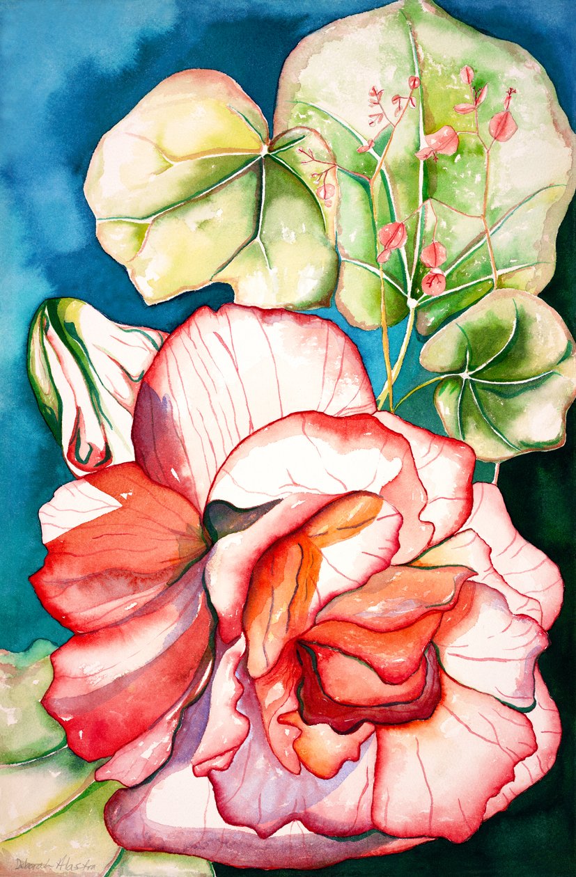 Begonia; 2006 (aquarel) door Deborah Eve Alastra