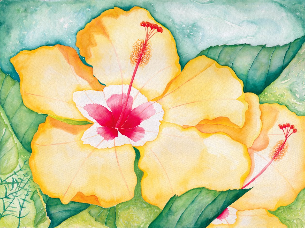 Gele hibiscus, 2006 (aquarel) door Deborah Eve Alastra
