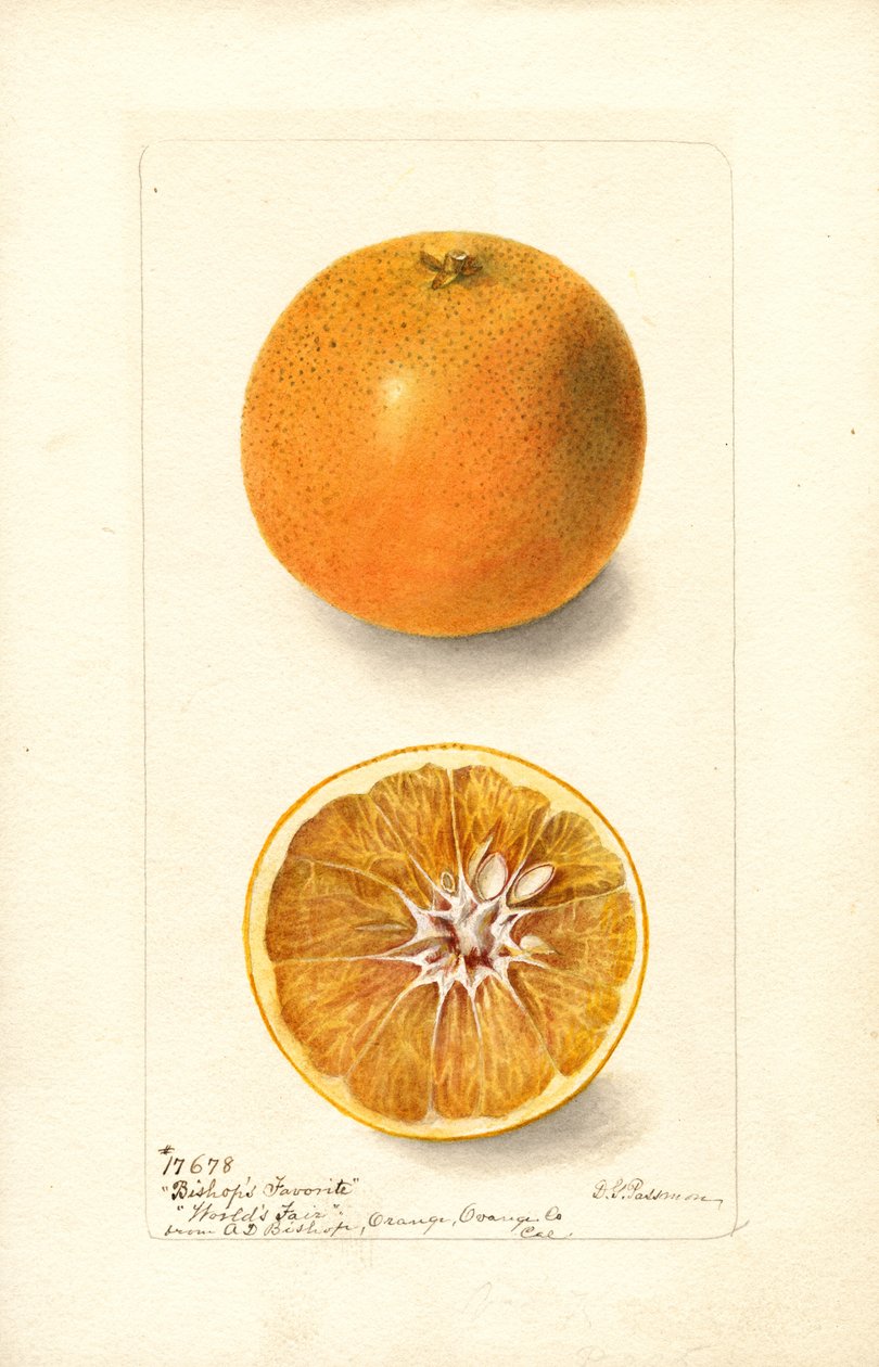 Sinaasappels (Citrus sinensis: Bishops Favorite) (aquarel) door Deborah Griscom Passmore