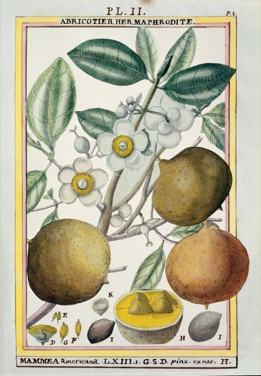 Hermafrodiete abrikozenboom, uit 