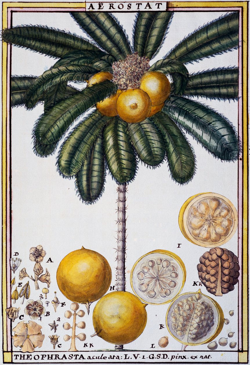 Aerostat (Theophrasta aculeata), aquarel door Delahaye, uit Florindie ou Histoire physico-economique des vegetaux de la Torride door Delahaye Delahaye