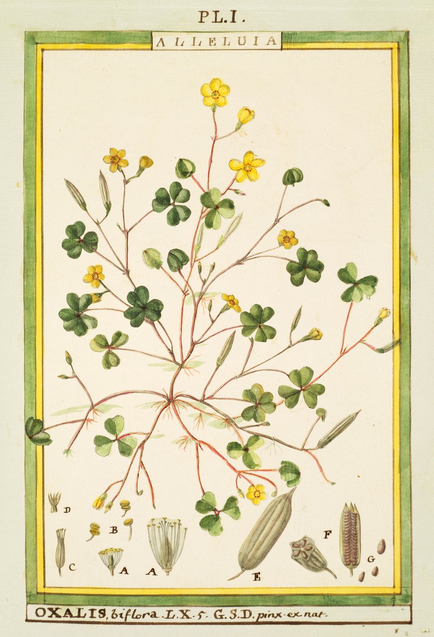 Bermuda boterbloem (Oxalis biflora of pes-caprae), aquarel door Delahaye door Delahaye Delahaye