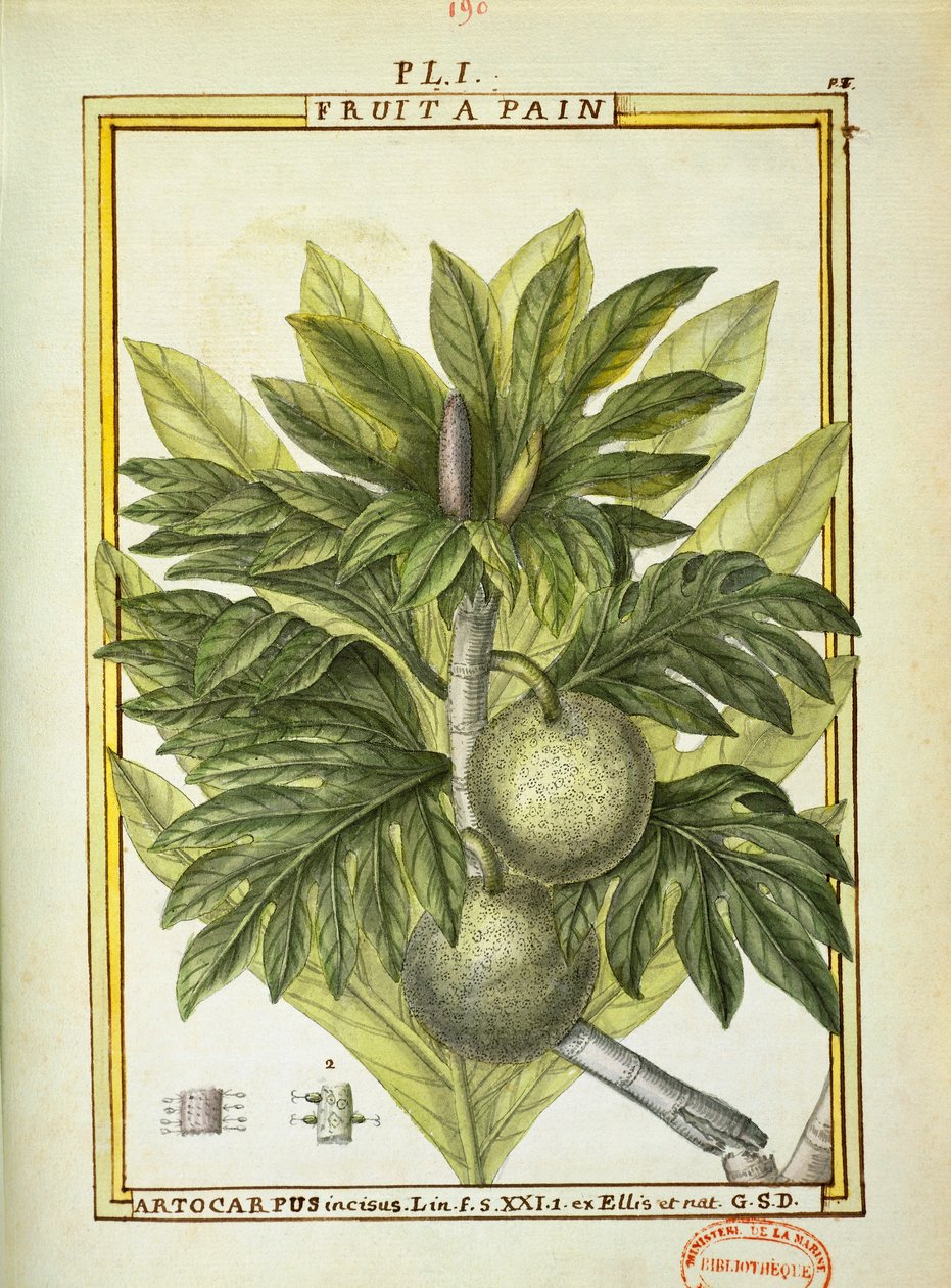 Broodvrucht (Artocarpus altilis), aquarel door Delahaye door Delahaye Delahaye