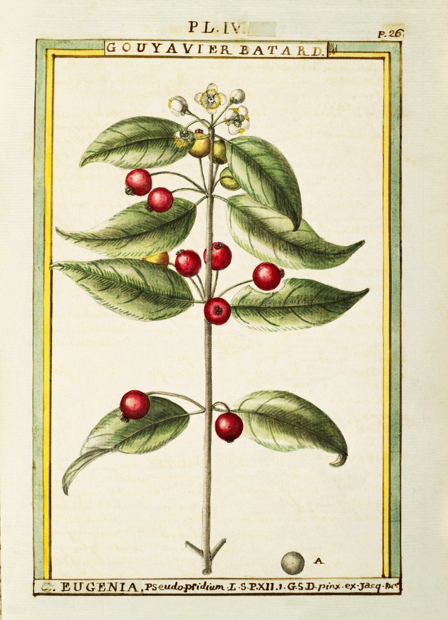 Brush Cherry (Eugenia pseudo-pridium), aquarel door Delahaye door Delahaye Delahaye