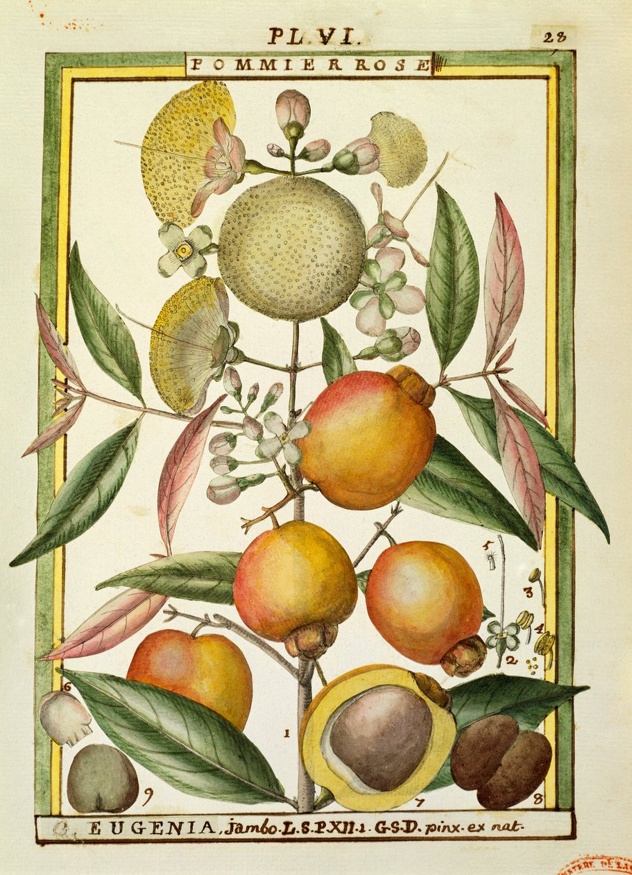 Malabar Pruim of Rozenappel (Eugenia Jambos of Syzygium Jambos), aquarel door Delahaye door Delahaye Delahaye