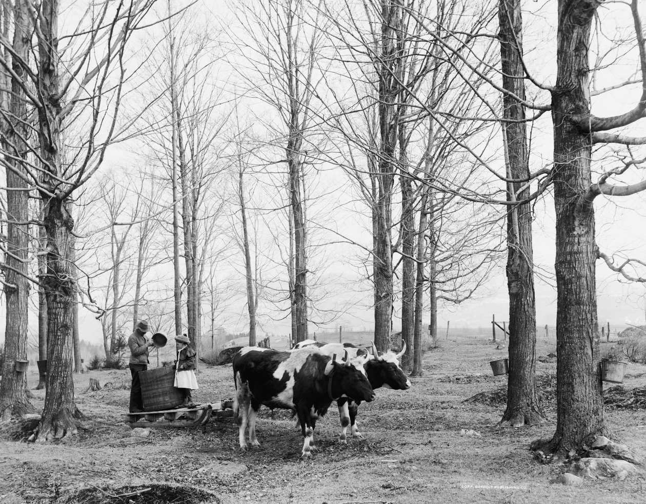 Het binnenhalen van het sap in een esdoornsiroopkamp, ca. 1900-06 door Detroit Publishing Co.