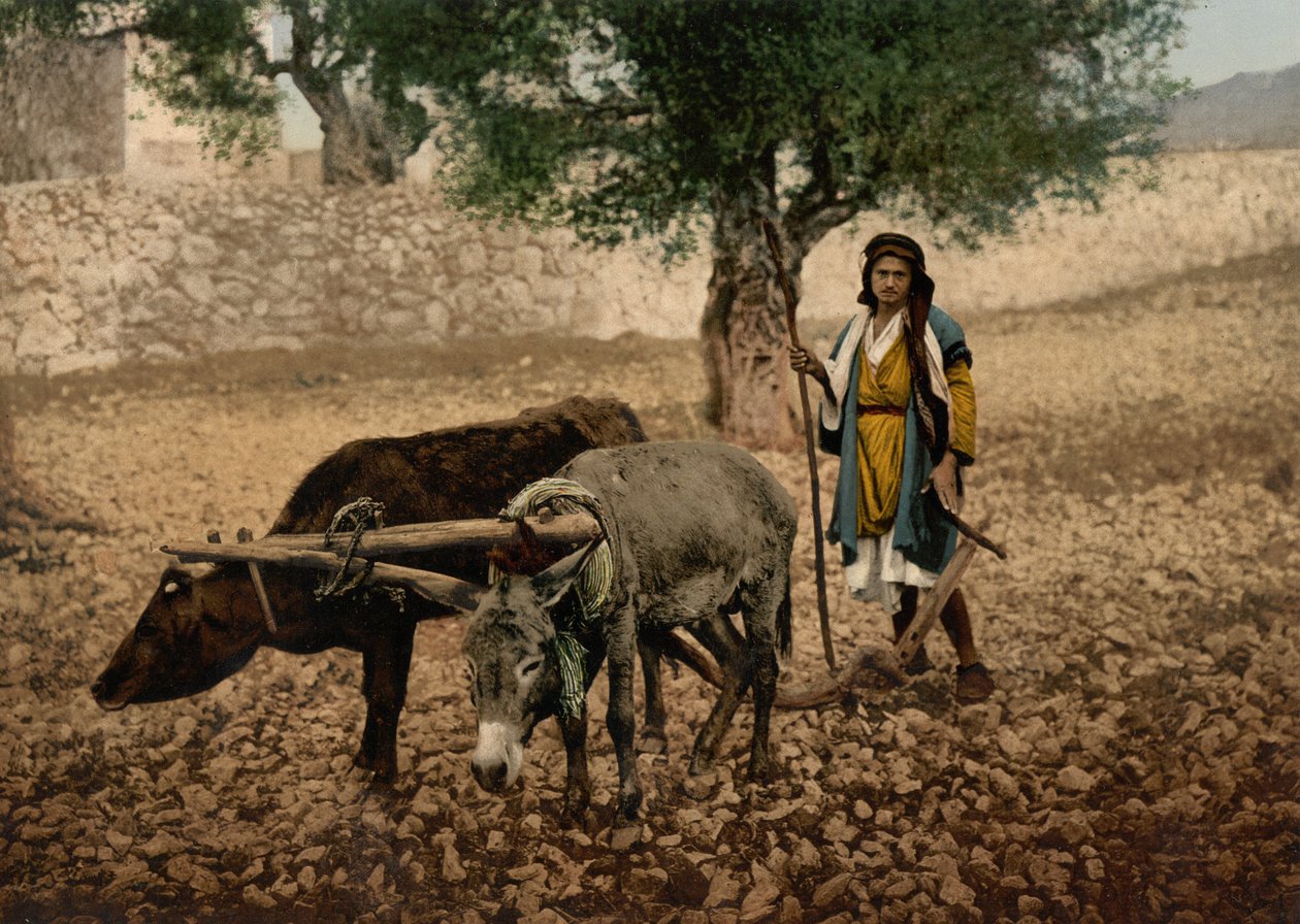 Inwoner van Palestina werkend met een os en een ezel, Heilig Land, c.1890-c.1900 door Detroit Photographic Co.