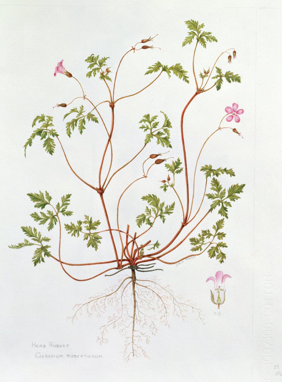Robertskruid door Diana Everett