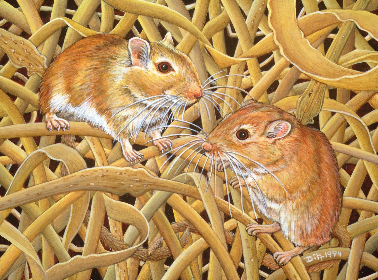 De Gerbils, 1994 door Ditz