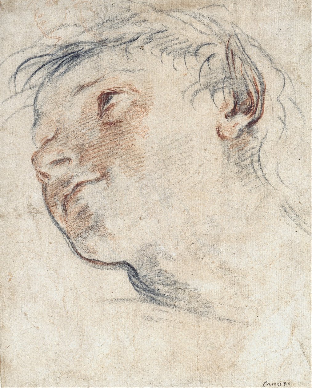 Studie voor het hoofd van een faun door Domenico Maria Canuti