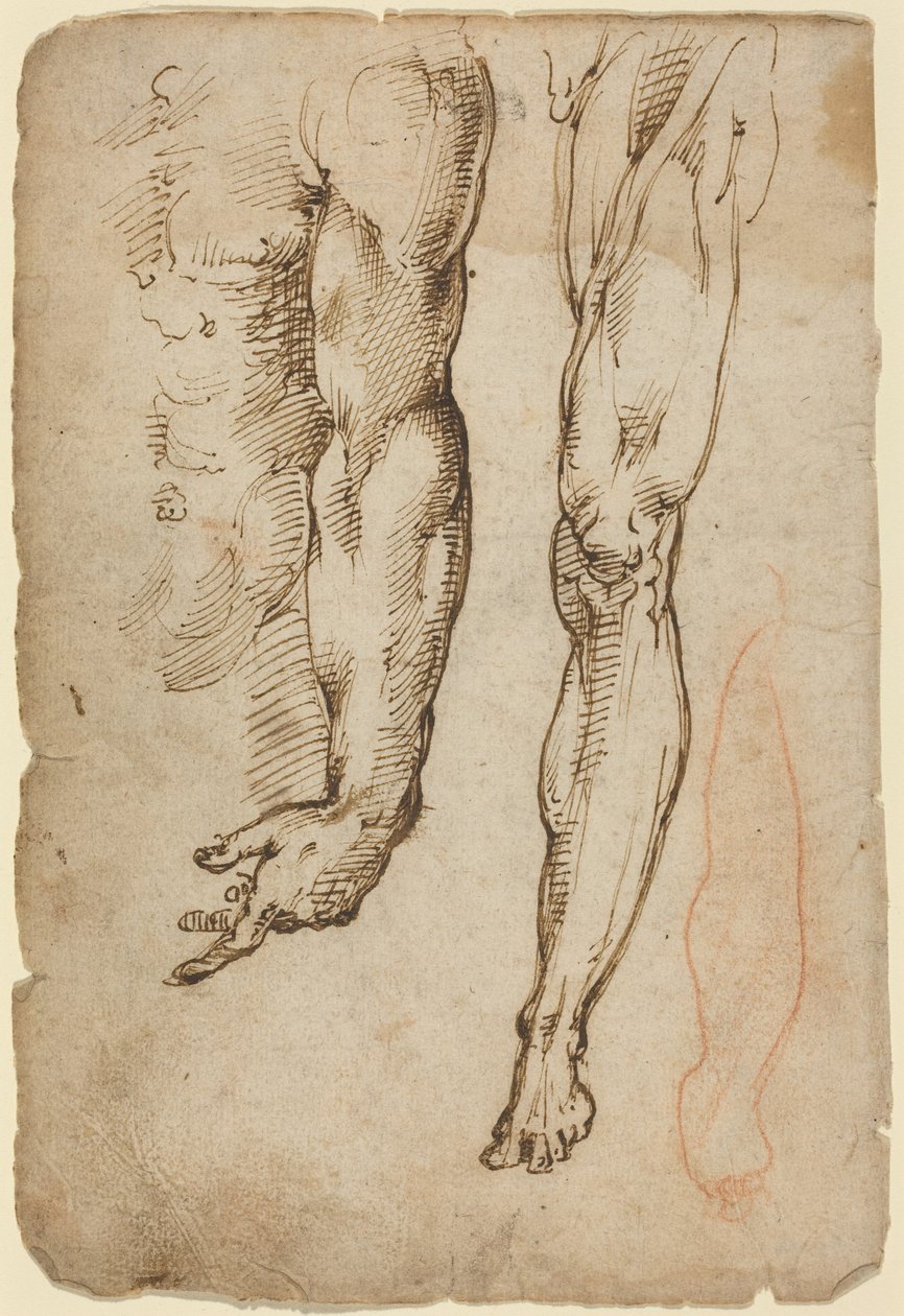 Anatomische studies door Domenico Beccafumi
