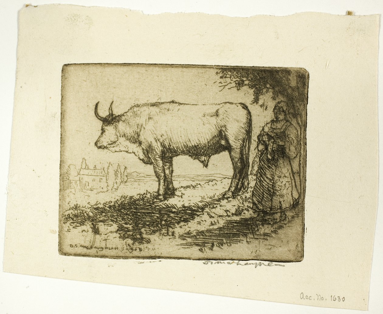 De witte os door Donald Shaw MacLaughlan