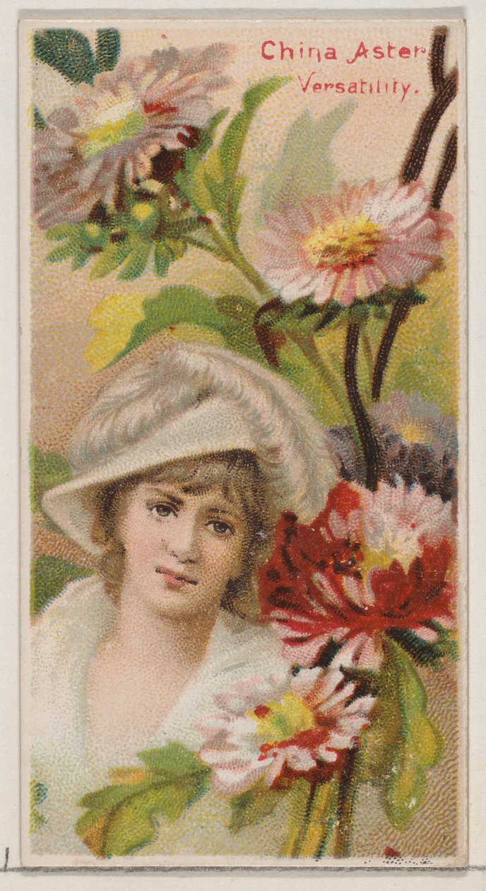 China Aster: Veelzijdigheid, uit de serie Floral Beauties and Language of Flowers N75 fo..., 1892 door Donaldson Brothers